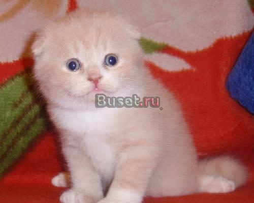 Плюшевые котята Белгород