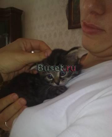 Котята в дар в хорошие руки Казань