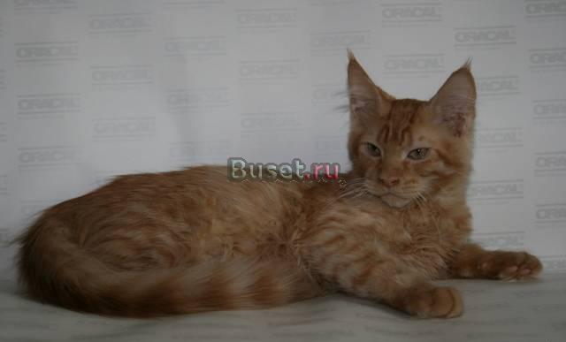 Мейн кун котенок  дюшес Москва