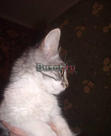 Котеночек Ростов-на-Дону