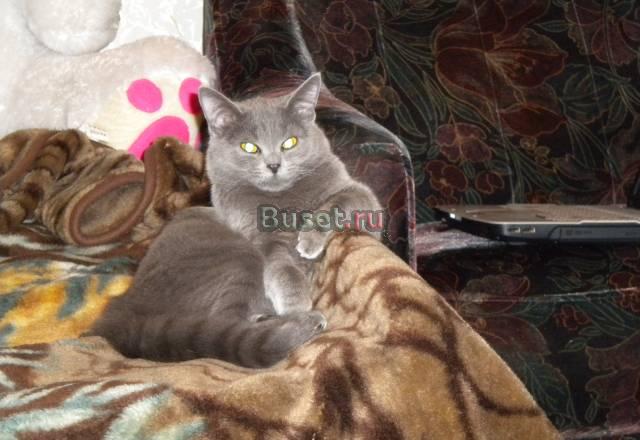 Нужен британский котик на вязку Москва