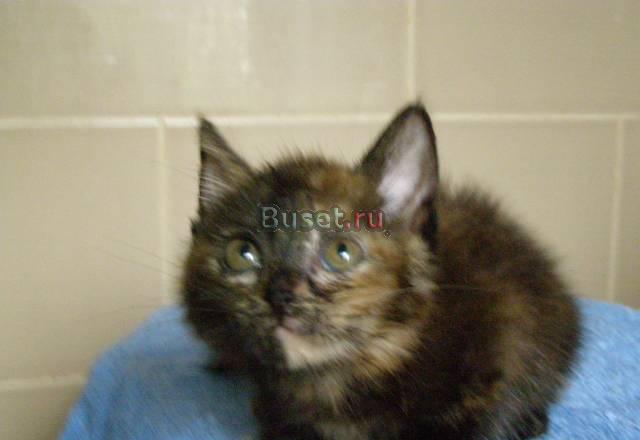 Шотландский  прямоухий  котенок Москва