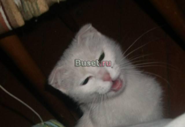 Отдам в хорошие руки Санкт-Петербург