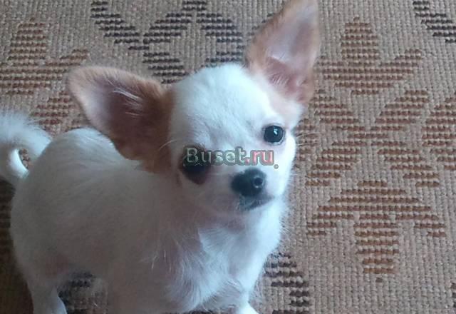 Чихуахуа беленькая девочка Смоленск