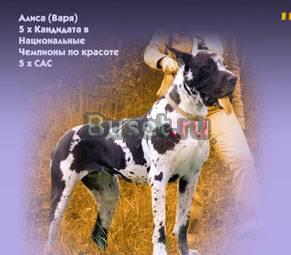 Немецкий дог Москва