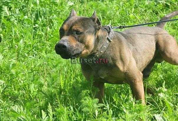Мальчишка ждет хозяев Санкт-Петербург