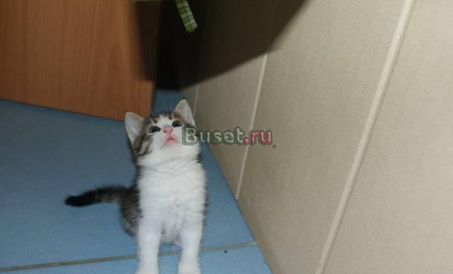 Отдадим котят 1 месяц Санкт-Петербург