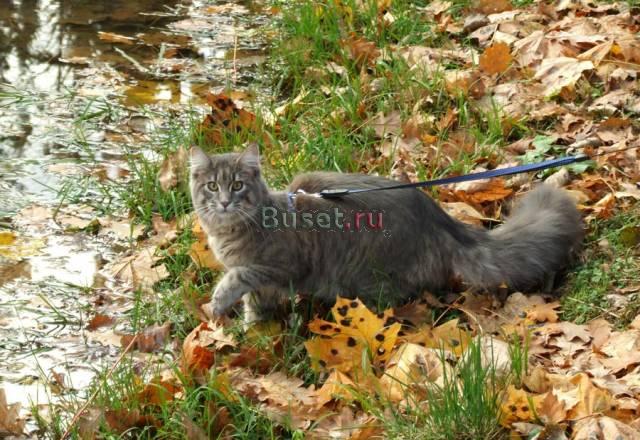 Питомник мейн кунов Victorycoon. Продажа котят Москва