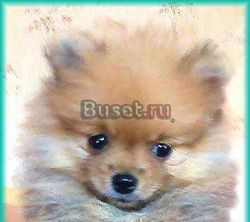 Щенки Померанского шпица рыжего окраса, для души и Москва