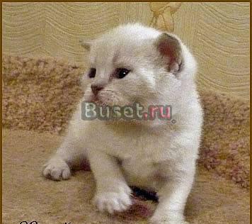Колорные котики страйты Санкт-Петербург