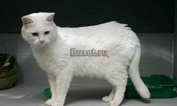 Отдам белого плюшевого котика. Молодой, ласковый Санкт-Петербург