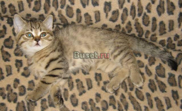 Шоландский котик окрас браун табби пятно Москва