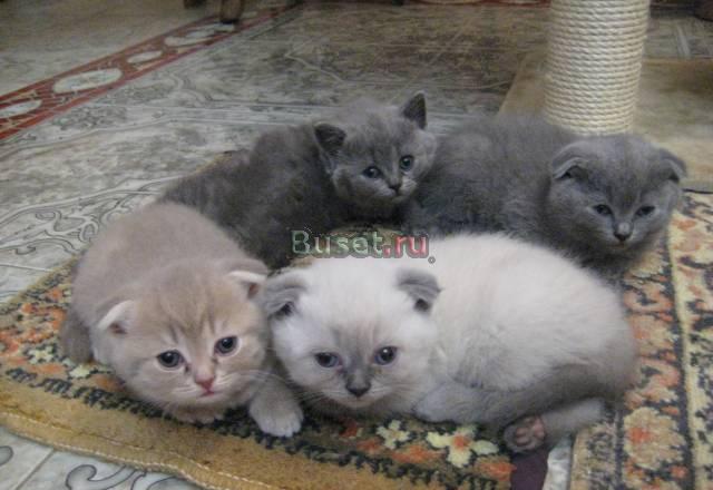 Котята скоттиш фолд и страйт шоу класса Пятигорск
