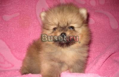 Шпиц Москва