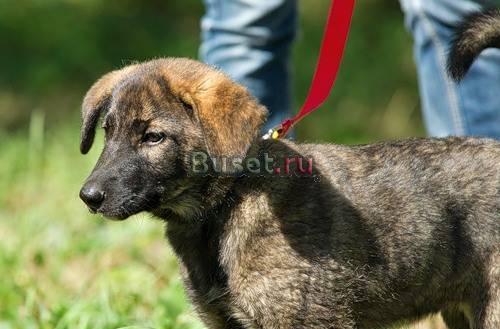 Тигренок Шерри, тигровый щенок девочка 2 месяца Санкт-Петербург