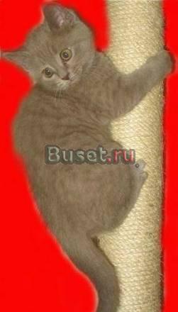 Британские ЛИЛОВЫЕ СУПЕР-ПЛЮШЕВЫЕ котята-медвежата Москва