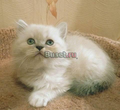 Длинношерстный шотландский котик Санкт-Петербург