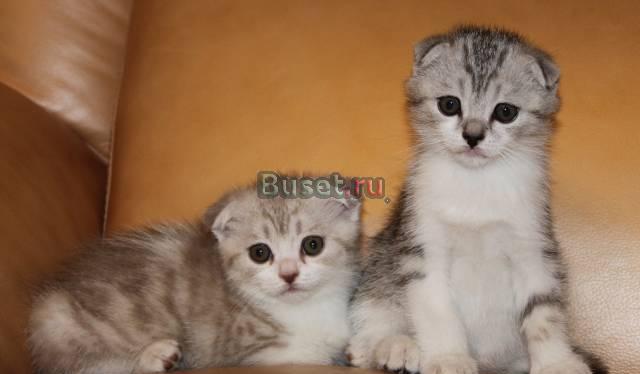 Шотландские вислоухие котята Красноярск