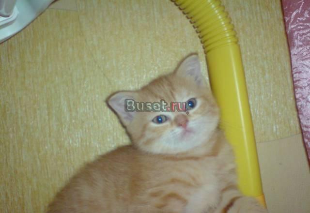 Котята страйт Челябинск