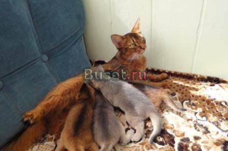 Абиссинские котята Томск