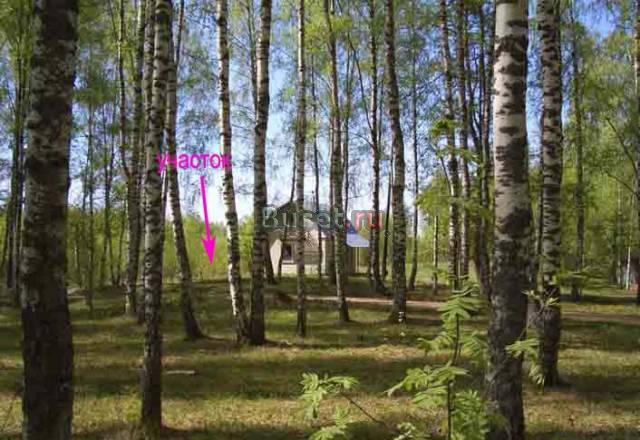 Участок берег Волги, деревня, берёзовая роща, газ Москва