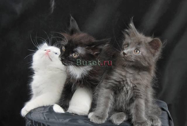 Котята в добрые руки Москва