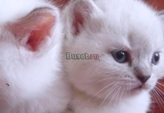 Британские котята Воронеж