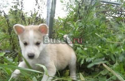 Щенок западносибирской лайки Вышний Волочек