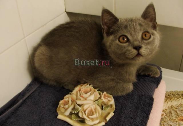 Британские голубой котенок мальчик 5000 руб Москва