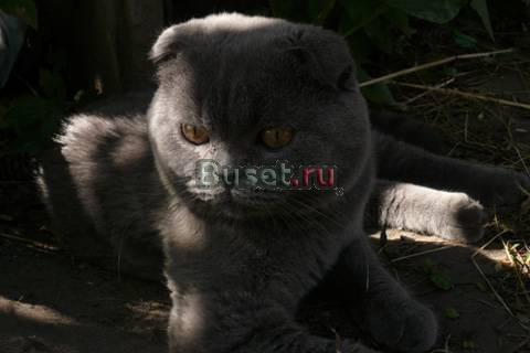 Кому плюшки Кому вислоушки Приглашаю невест на вяз Москва