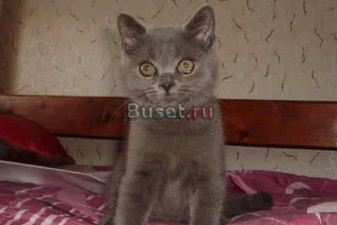 Шотландский котик-богатырь Москва