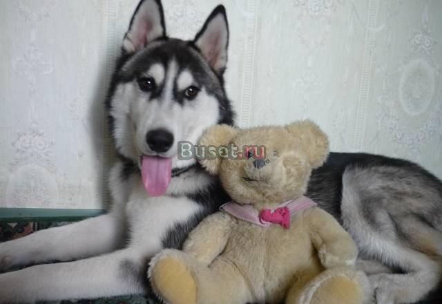 Продаю подрощенного кобеля Сибирского хаски Саратов