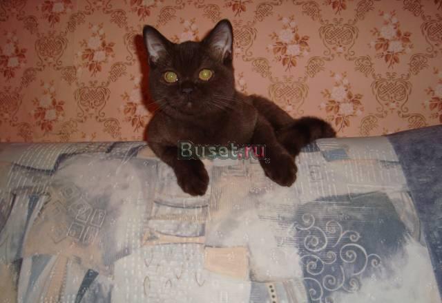 Чистокровный британский котёнок Санкт-Петербург