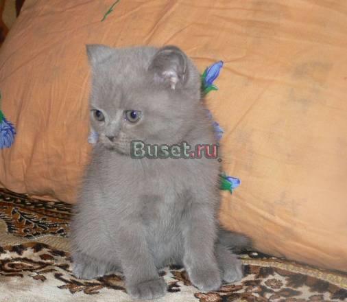 Котята британской короткошерстной Санкт-Петербург