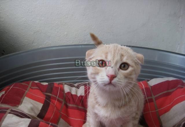 Вислоухий котик отличного качества Москва