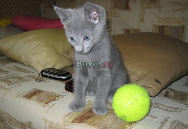 Котенок Русской голубой Новосибирск