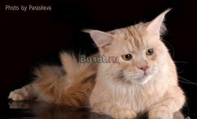 Котята мейн кун Москва