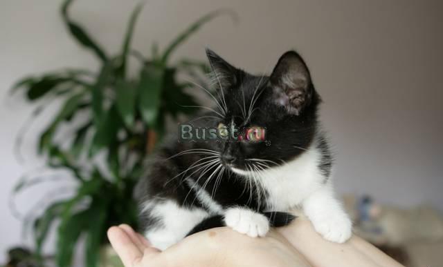 Котенок в добрые руки Москва