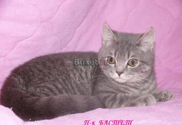 Котик британец, окрас голубой мрамор Москва
