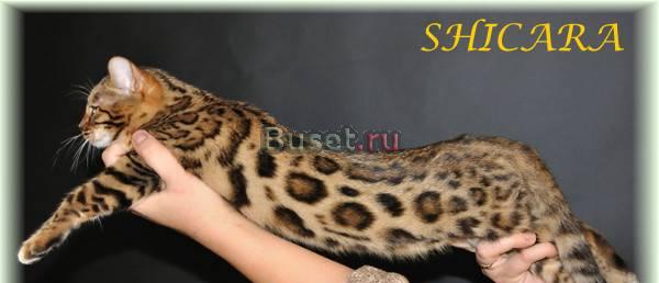Бенгальские котята Екатеринбург