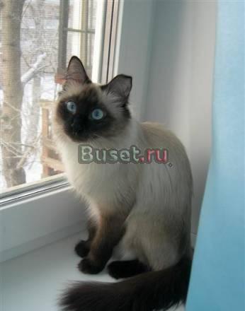 Отдам невскую маскарадную кошечку Красноярск