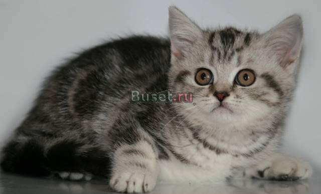 Британские котики серебристо черный мрамор Санкт-Петербург