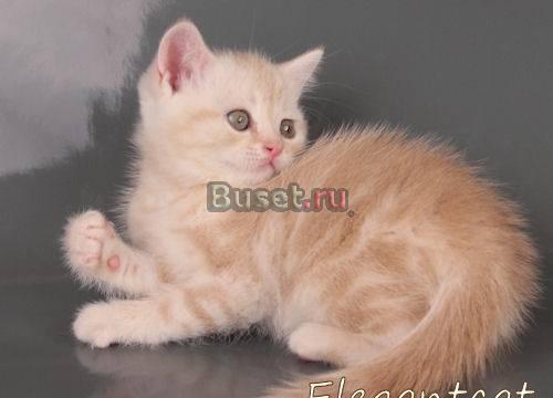 Рыжие и кремовые котята Санкт-Петербург