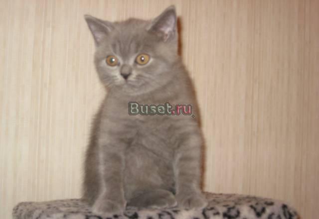 Котик британец голубого окраса Санкт-Петербург
