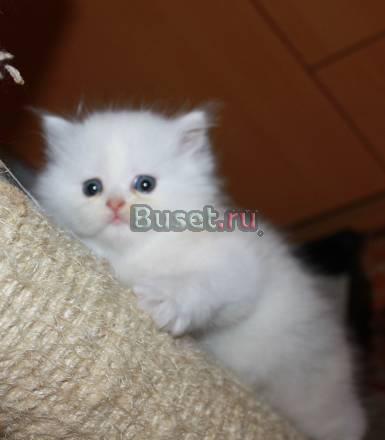Персидский котёночек Москва