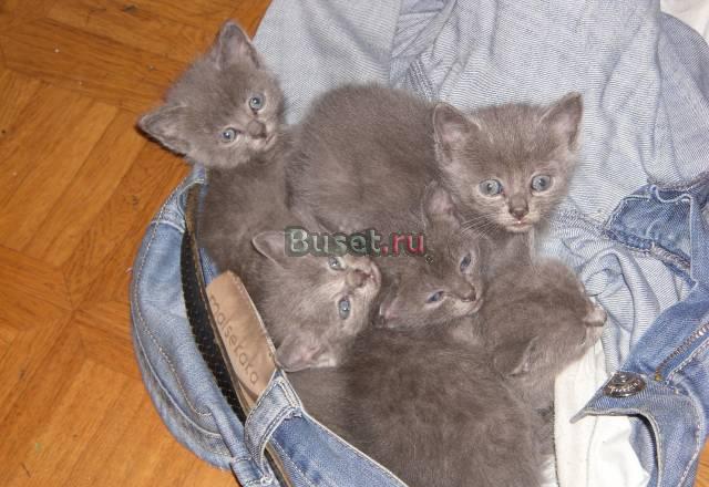 Британские котята недорого Москва
