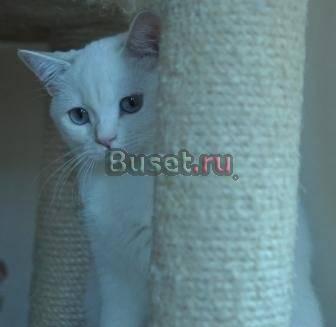 Британская кошечка красавица и умница Химки