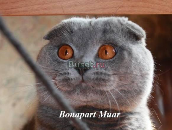 Вязка и котята Шикарный вислоухий кот приглашает Москва