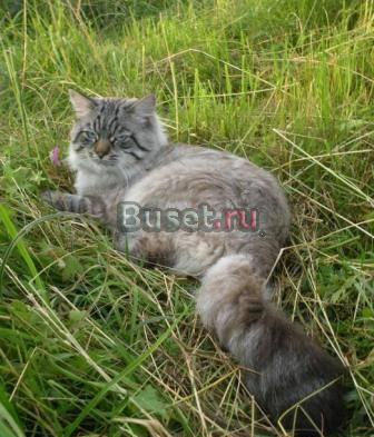 Невский маскарадный котик приглашает на вязку Санкт-Петербург