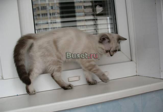 Шотландские прямоухие котята редкого окраса Москва